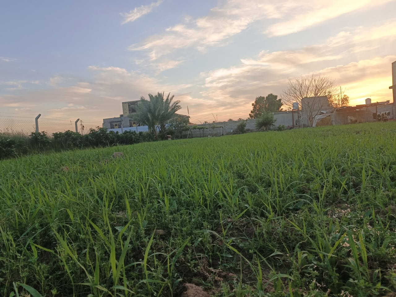 دونم و 1000 متر للبيع تحتوي على 100 شجرة تين حمال و10 نخلات حمالات وأنواع من شجر الرمان والعنب مزروعه جت ومسيجه بي أر سي + بيت بناء قديم و٤ محلات ع الشارع العام حله بغداد يتوفر ماء سقي واسأله وكهرباء وخط مولد واجهيتهه الشارع العام حله بغداد الموقع ع شارع العام حله بغداد منطقة الطاهريه للاستفسار: *********** بي واتساب
