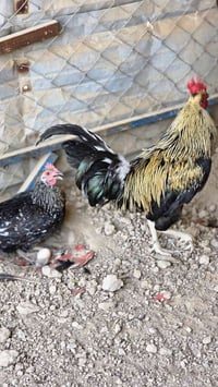 متاح ديج ودجاجه عرب , الدجاجه بياضه نضيفات مال بيت رقم 07771931607