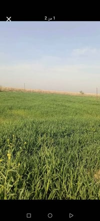 ١٢ دونم • بئر ارتوازي • الطيوب