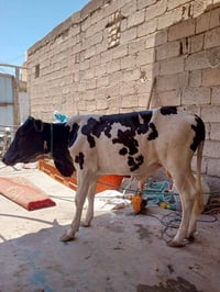 عجول • عجل للبيع • عجول اسمان • عجل نذاري • عجول ميسان • حيوانات للبيع...