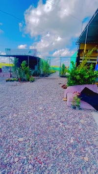 أشجار • حمضيات • جنوب الموصل