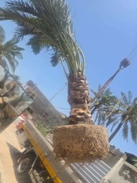 برحيه حره • البصره أبي الخصيب