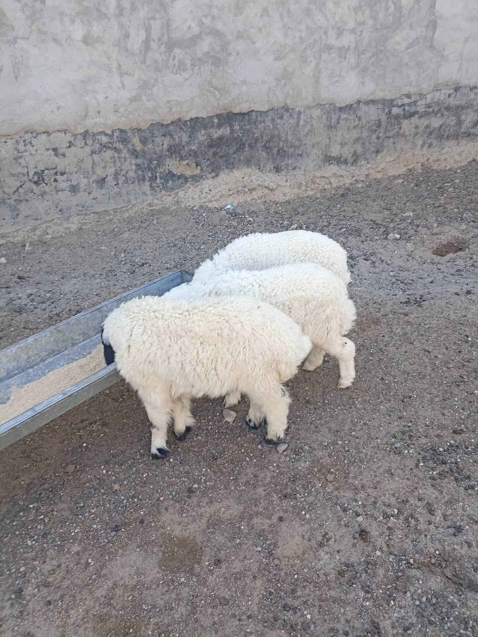 يوجد طليان 2 وفطيمه شرط النصاحة للبيع العنوان بيجي حي العصري ***********
