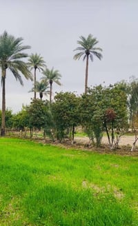 مزرعة ٣دوانم • منطقة الدبسة • قريب محطة السلوم