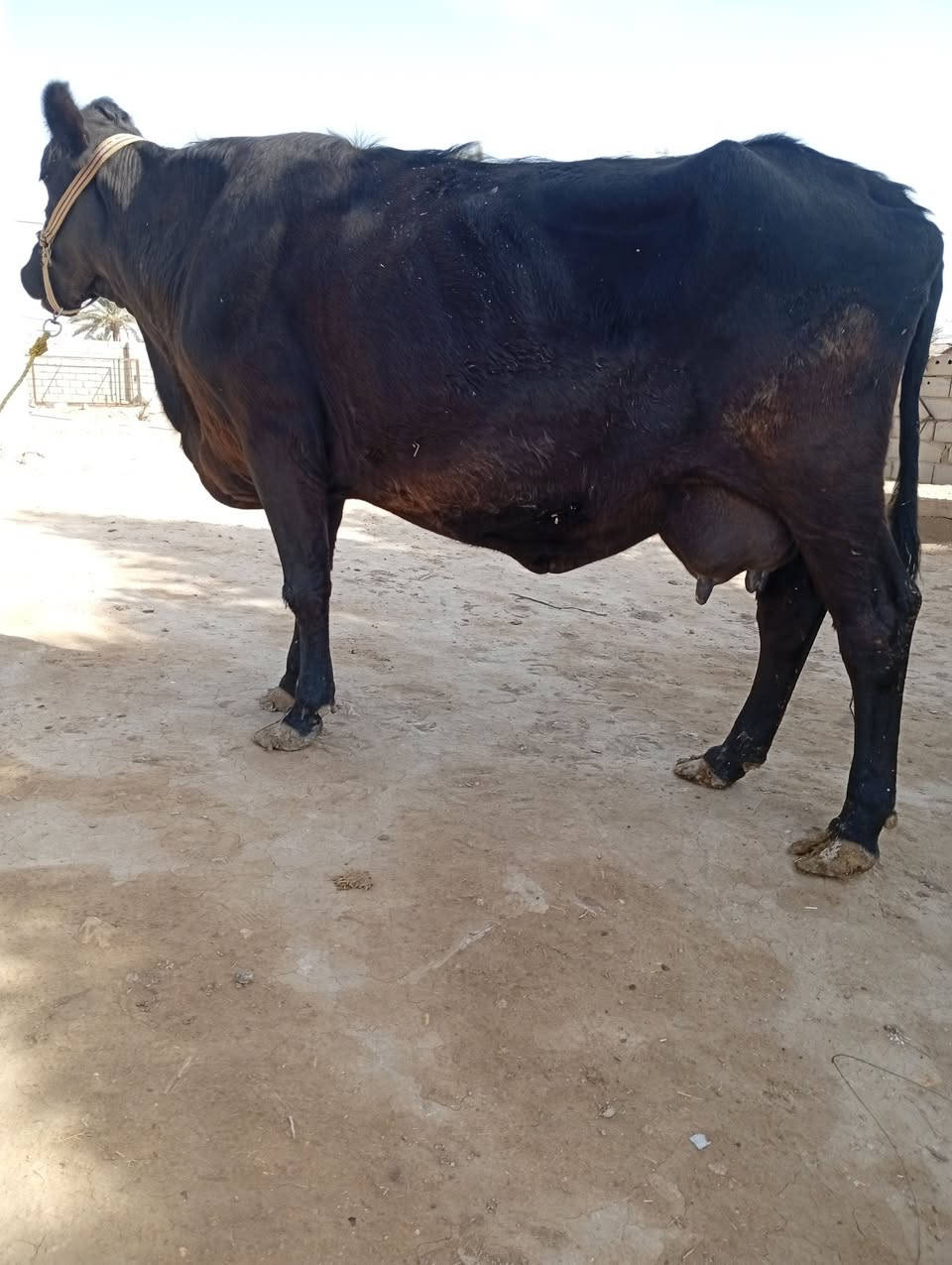 بقره جمه عرموطه اصل ام صره ماعون وشطر خباب حليب ودسامه وخشانه خير من الله تحلب بدون ابن متعهده بكافه شروط الجني بابل ناحيه الشوملي عليهه كفاز شهر و١٦ يوم تلقيح بيطار للاتصال *********** واتساب *********** يوجد توصيل لبعض المحافظات وحسب الاتفاق
