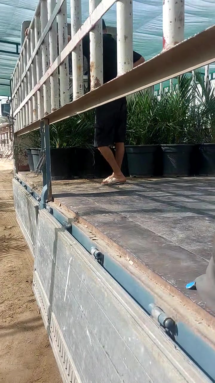 تجهيز نخيل نسيجي باحجام كبيرة الى محافظتي الرمادي وصلاح الدين من قبل مزارع ومشتل نيبور للنخيل الكائن في محافظة الديوانية مركز المحافظة منطقة الحمد قرب شقق الزيتون بادارة م محمد      ***********
                                       ***********
