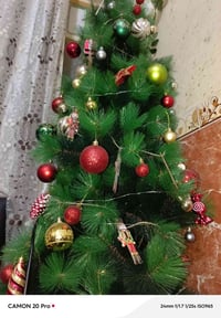 شجرة زينة • الكريعات • طول ١٨٠