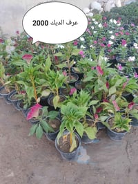 توصيل اربيل • اسعار بالصور