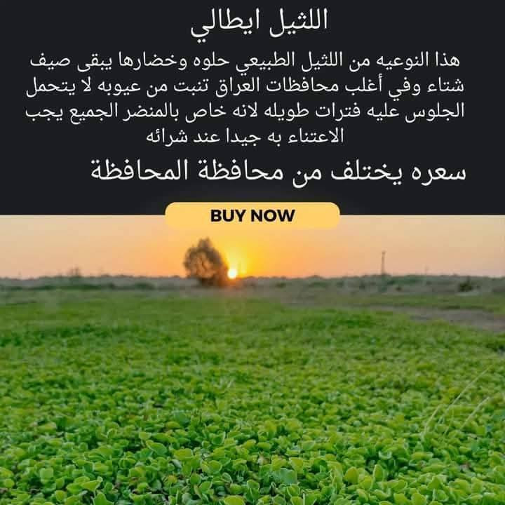 أهلاً بكم في مجموعه مزارع الثيل الهندي الطبيعي 🌿🌱
 نقدم لكم افضل انوع الثيل الطبيعي
ثيل عالي الجوده يتحمل كافه الضروف البيئية.
دائم الخضرة وباسعار تنافسيه وعروض مميزة ☘️❤️

#مستعدن لتجهيز و فرش الحدائق ودوائر الدولة
و تجهيز الملاعب و المنتزهات .
 توصيل سريع لكل محافظات العراق
الاسعار تختلف بختلاف الكمية 💚
او التواصل مع الصفحه عن طريق ارسال رسالة


**إذا كنت صاحب هذا الإعلان وتريد حذفه لأي سبب، رجاءا أرسل رسالة إلى الدعم الفني**