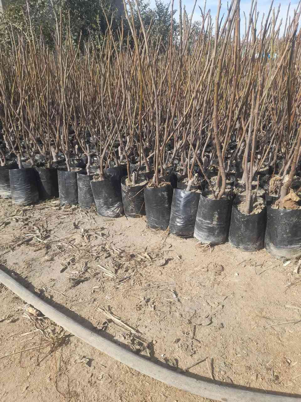 شتل بركات الرحمن تين بني مسلم من ١٠٠٠الى ٢٥٠٠حسب لارتفاع بابل الحصوه على طريق الدايره يم محطة الصهباء مال للوقود ***********
