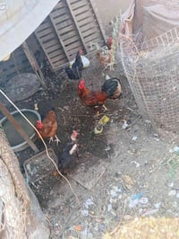 دجاج عرب • دجاج بياض • دجاج كرك • دجاج للبيع • دواجن • فراخ • دجاج بلد...