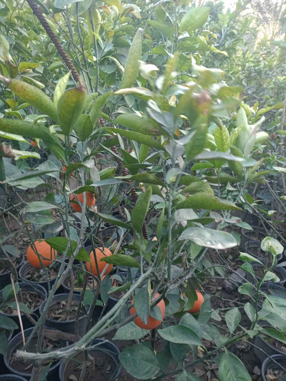 مشتل كرار الزراعي           الاسعار جمله فقط
يتوفر كميه محدوده من الحمل الثمر 

برتقال عراقي  حجم سندان 24 عود جبر تطعيم ع اصل نارج ضمان 💯% وليس ع  جويفه الحمل واضح سعر 7000

موجود تنك العمر 5سنه حامل الثمر سعر سعر 14٫000

نومي حامض  سندان سعر 7000
لالنكي 5اصناف 8000
سندي 7000
برتقال دموي سندان سعر 8000

برتقال عراقي كيس ارتفاع شتله متر ونص سعر 3٫750
لالنكي عراقي كيس ارتفاع شتله مترونص واكثر 3٫500
نومي حامض عراقي كيس ارتفاع شتله مترين اله 3٫500
سندي عراقي كيس سعر 4٫500

تحياتي الكم احبتي متابعين 
العنوان بغداد الكريعات يم وقف سني 
واتساب ***********
