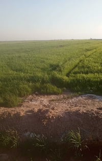 طابو زراعي • ٥٠ دونم • الكوت البسروكيه