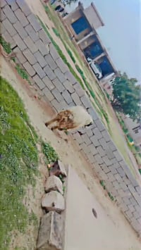 جبش فحل مردتب على كل عيب مكانه المشاهده السعر خاص 07816132677