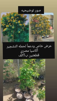 مشتل الانوار • أشجار زينة • توصيل
