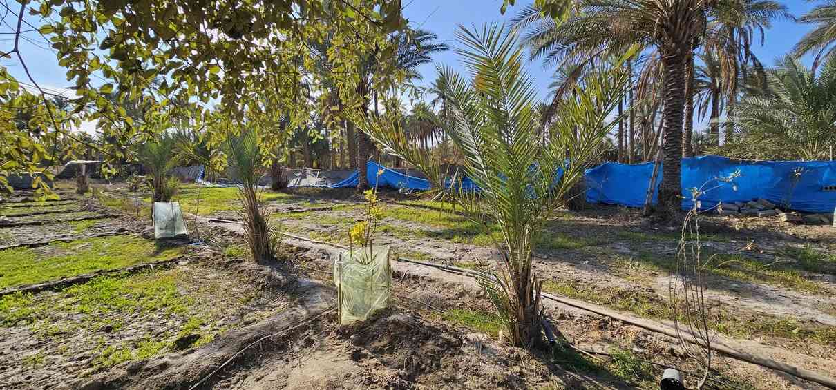 💥 المصداقية سر نجاحنا 💥

💢 دونم واحد وجهه على فرع 96 متر تقريبا والعرض 26 متر تقريبا محدد من جميع الجهات 
💢 جنس الأرض طابو زراعي سند 25
💢 جميع الخدمات متوفرة وتصلح سكن أو منتجع ترفيهي عن الشارع التبليط 40 متر
 عرض الفرع النازل لها فقط 4 متر
💢 يحتوي على كرفان سويت استراحة ومجموعة من الأشجار والنخيل وانارة ليله داير مداير البستان وأيضا يحتوي على حوض خزن المياه وكلشي موضح بالفيديو بالتعلقيات 

💢 العنوان// كربلاء _ تبعد عن الإمامين عليهم السلام 18 كيلو والها أكثر من مدخل بين شارع كربلاء _ طويريج  وشارع نجف _ كربلاء 

💢 السعر = 105 مليون وقابل للتفاوض 
 

🔴عندك عقار للبيع و محتار  يم الملاك لا تحتار سهله ما عليك سوى التواصل معنا : 

☎️ ***********          ☎️ ***********
                  محمد أبو ملاك الحسناوي 

زوروا موقعنا : مكتب أملاك الخير _ شارع الرابط _ مقابيل المعمل المقرنص
