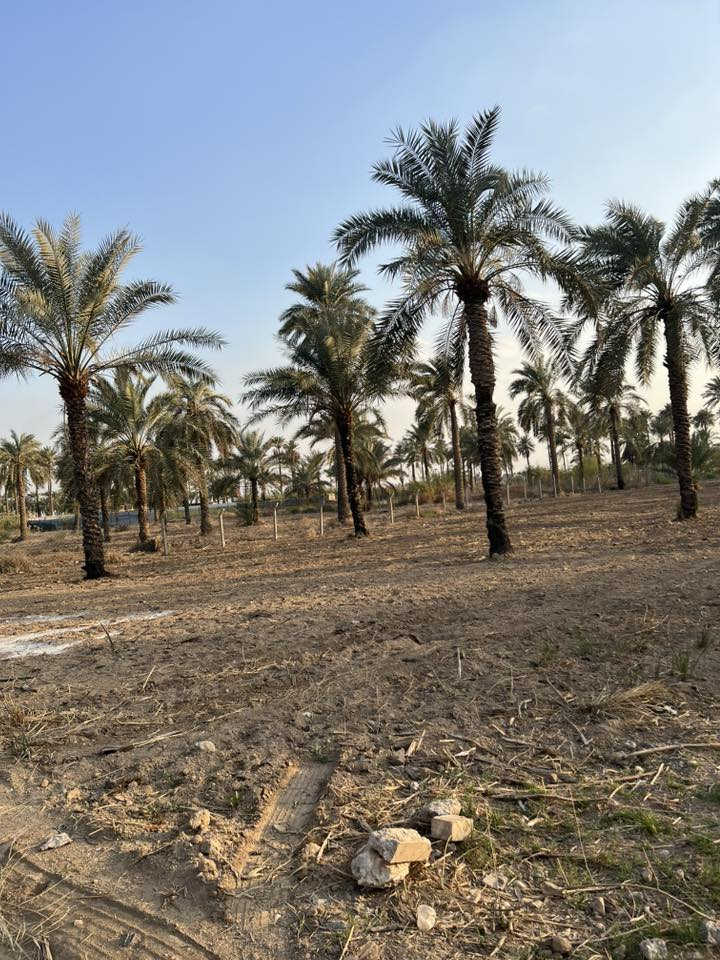 السلام عليكم
للبيع دونم طابو ملك صرف واجهة الأرض 23متر جميع الخدمات متوفرة يصلح لانشاء مزرعه الموقع بغداد المدائن شارع سيد علي ***********
