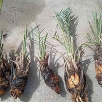 نخلات • شويذيات • نخلة ٥