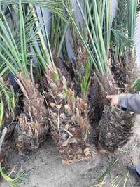 نخل برحي • مياه • ضمان