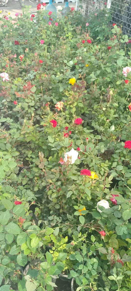 ورد جوري سعر الشتلة ب٣٥٠٠ 
كل ٣شتلات ب١٠٠٠٠
يوجد توصيل لمناطق كركوك


**إذا كنت صاحب هذا الإعلان وتريد حذفه لأي سبب، رجاءا أرسل رسالة إلى الدعم الفني**