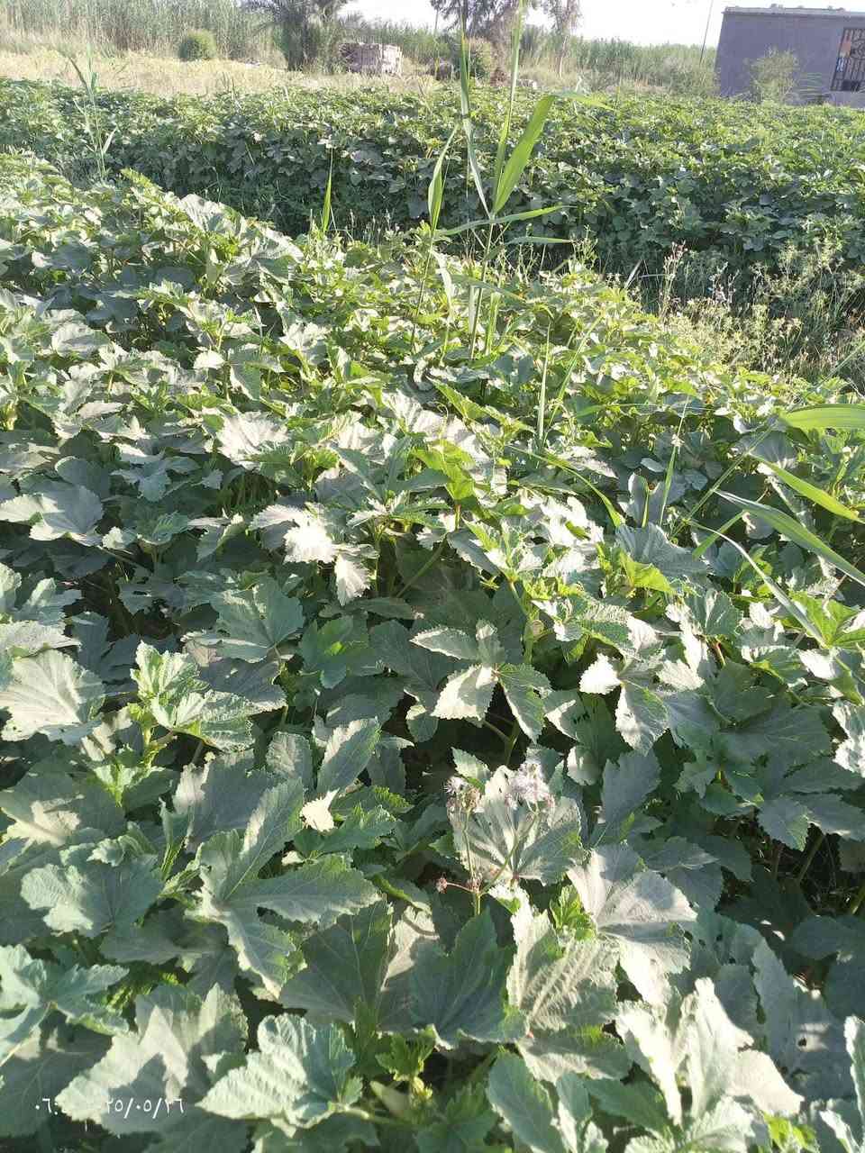 يوجد بذور بابنيه درجه وله لكل محافظات العراق ***********
