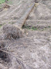 جذوع نخيل • ١٥+ نخلة • العويسات