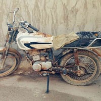 تايجر • حله عوفي • حاله كايمه