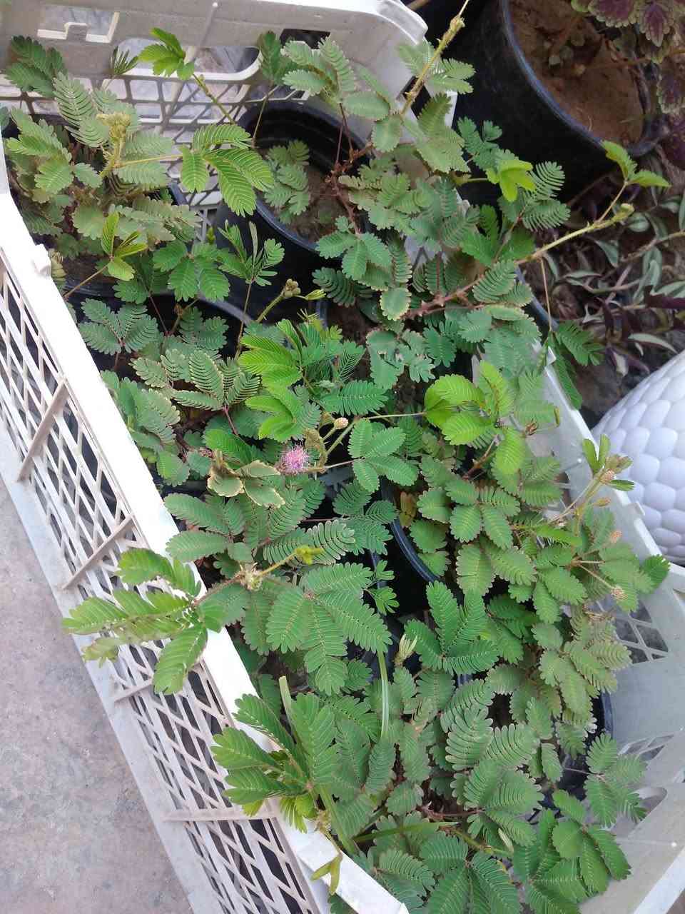 توفر عين البزون السعر الف 🌿
توفر نبات المستحيه السعر الف ونص 🌿
✨ ورود يومية بأجمل الألوان
🚚 توصيل مجاني داخل هبهب
📍 أقرب نقطة دالة: قرب مدخل المجمعات
📩 للطلب مراسلتنا خاص


**إذا كنت صاحب هذا الإعلان وتريد حذفه لأي سبب، رجاءا أرسل رسالة إلى الدعم الفني**