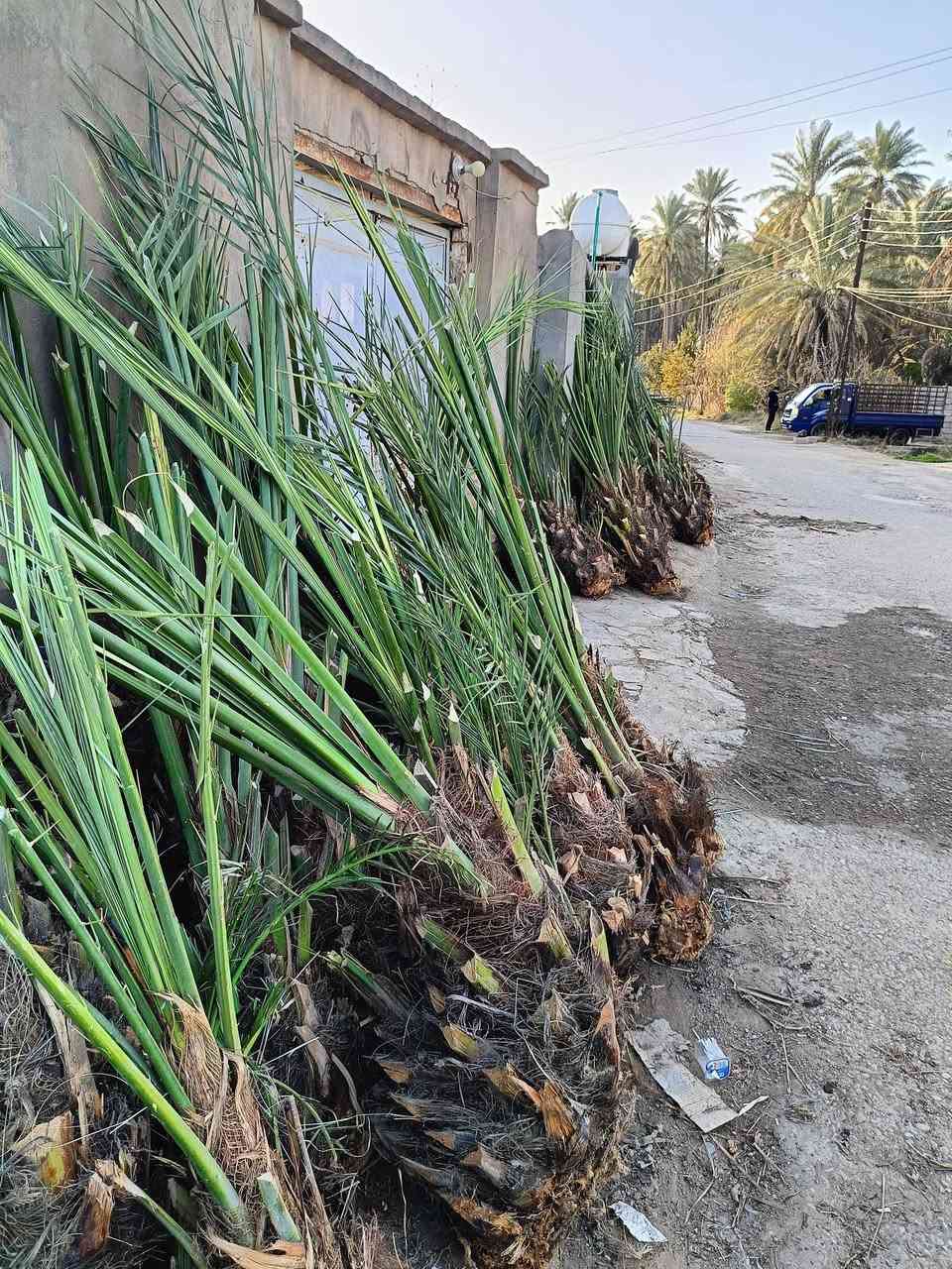 على بركة الله يتوفر نخل برحي مياة بل مياة شرط وضمان ومجهول وبريم***********
