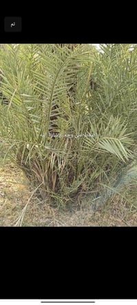 من رخصه مدير الكروب متاح فراخ نخل النوع ستعمران وخضراوي سعر 4تلاف07729...