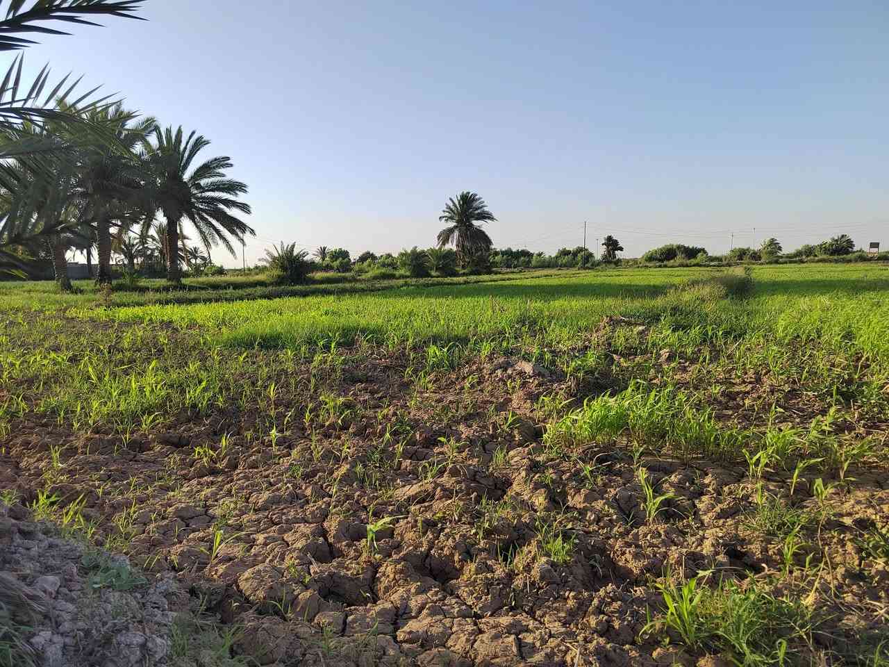 السلام عليكم.. أرض زراعية دونم ونص للبيع متوفرة فيها كافة الخدمات من ماء وكهرباء وتبليط - الموقع قرية ال عواد الرعدة للأستفسار الاتصال على الرقم ***********
