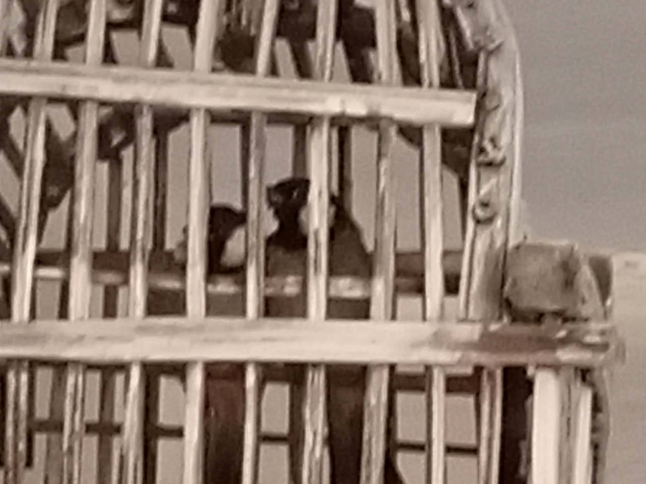 هذا رقمي ***********من رخصت الادمن العنوان بغداد حي العامل تفاصيل داخل الفديو
