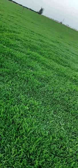 ثيل الطبيعي
للحجز والاستفسار الاتصال على الارقام 

*********** 

 تجهيز كافة المشاريع  والمساحات الخضراء

توصيل كافت محافظات
