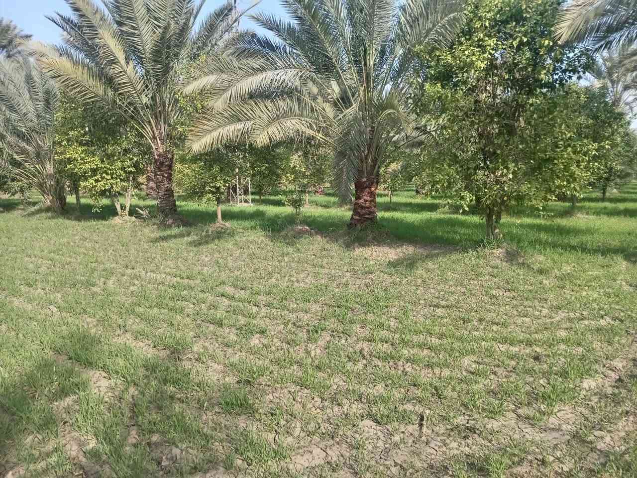 السلام عليكم 5 دونم بستان طابو كافه الخدمات ماء ساله ماء سقي كهرباء شارع مكان حلو ومرتب الصويره شارع المطار منطقه جبيل ارض جيده كما واضح با الصوره السعر خاص  *********** وتساب مدينه الصويره
