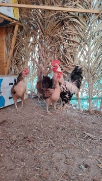 صاحيات • بياضات • رفاعي