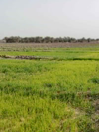 مزرعة • ١٠ دونم • طريق كربلاء نجف