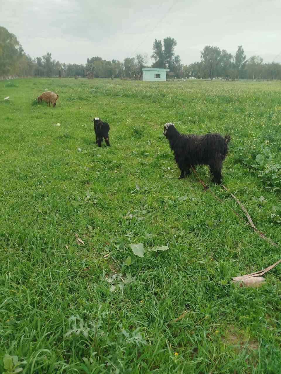 2 بزنو کاریك  فرۆشتن جوانن  ساغو تە ندروست  ***********
