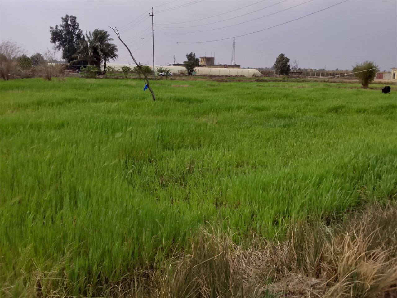 ارض زراعية للبيع دونمين كافة الخدمات ماء كهرباء وطريق
قرب جسر الاشجان  
***********
