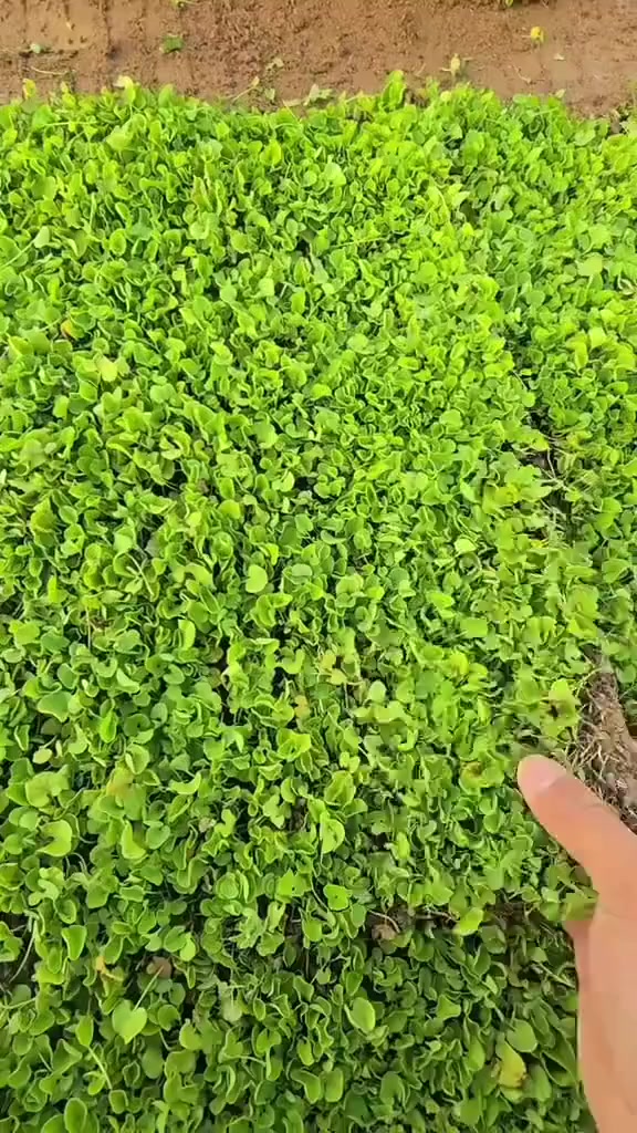 متوفر ثيل ايطالي بسعر مناسب


**إذا كنت صاحب هذا الإعلان وتريد حذفه لأي سبب، رجاءا أرسل رسالة إلى الدعم الفني**