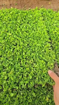 ثيل ايطالي • سعر مناسب