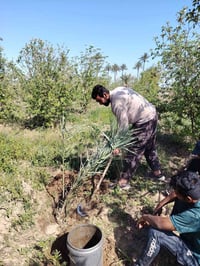 يوجد شالوع نخل محترف يشلع اي نوع واكبر حجم 07884562949 /الشالوع طه