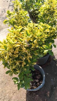 شمشار ليموني حجم كبير  07801221512 يتوفر توصيل