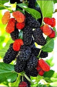 شتلات مطعمه • تفاح كاغدي • بابل محاويل