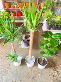 #عرض_لفترة_محدودة. 3 نباتا معمرة يوگا عدد 2 + مطاط 2 بسندانه واحده الا...