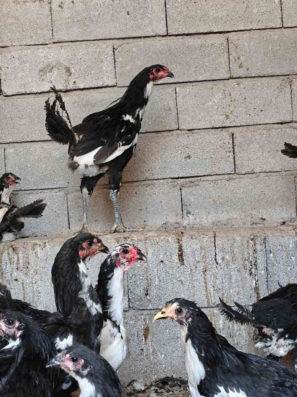 مكلف بالنشر دجاج بوطاني الاصلي رقم واحد عيون سود وبياض ناحيه وانه
للاستفسار اكثر اتصل***********
