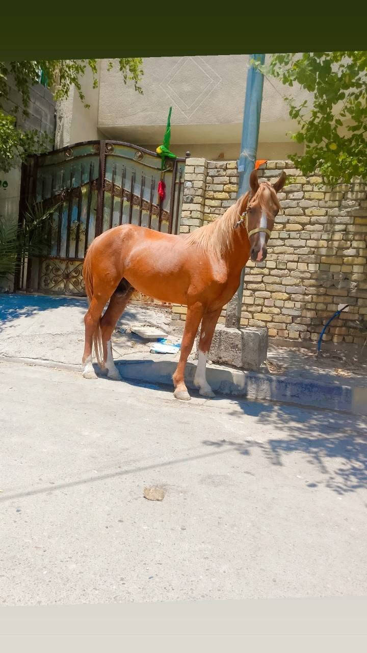 فلو عربي اصيل عمره سنتين مكاني بغداد بسعر مناسب ***********
