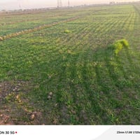 واسط العزيزيه • ٢٥دونم • عقد زراعي