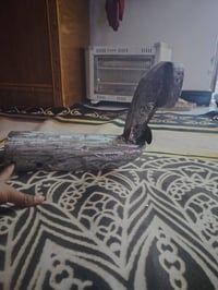 راسطه ستوني سويت • بيه مجال • نجف