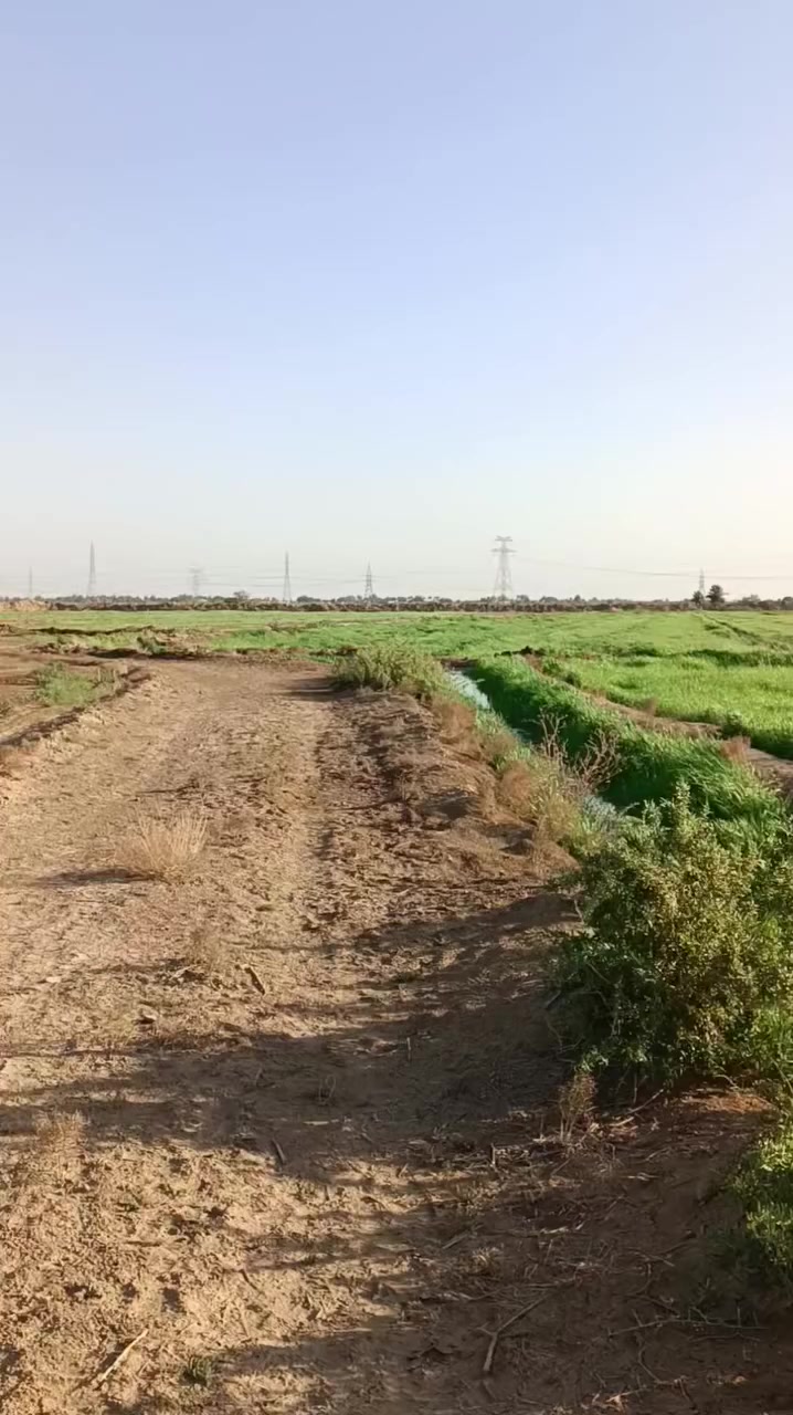 السلام عليكم زرع   شعير ودغل  للبيع المكآن   بالديوانيه على طريق السنيه بيها 100 مشاره الاستفسار  ***********
