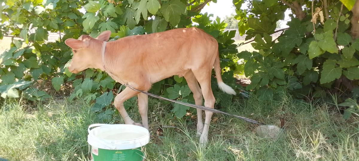 ماشاء الله تبارك الرحمن..
بقره مال بيت سمينه فول ولاد جديد وراها حوليه حليب خير وبركه  تحلب للولاد 
دسامه وامان الجاهل يحلبه شطر وماعون راقي جدا 
وشرط هذا الماعون مامحيينه التصوير الساعه الثامنه صباحآ قبل حليبة الصبح ..وبسعر مليونين و800
***********
‏‪***********‬‏
